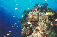 Коралл- он в Африке коралл