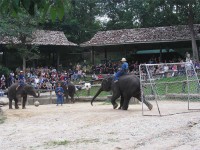 Футбол в исполнении слонов
