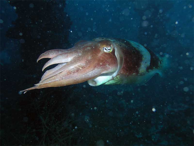 Осьминог кальмар каракатица. Головоногие моллюски каракатица Фараонова. Чернильная каракатица. Чернила каракатицы. Чернильный мешок каракатицы.