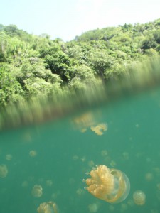 Озеро с медузами