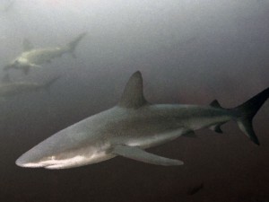 Галапагосская акула