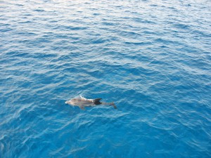 Дельфин, отбившийся от стаи...